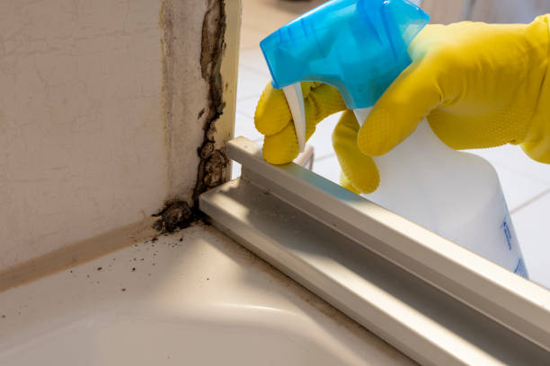 Best Post-Flood Mold Remediation in Florence Graham, CA