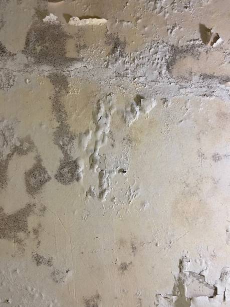 Best Mold Testing and Inspection Services in Florence Graham, CA