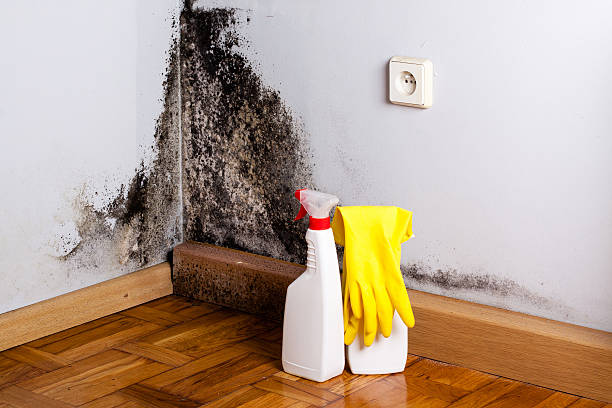 Best Kitchen Mold Remediation in Florence Graham, CA